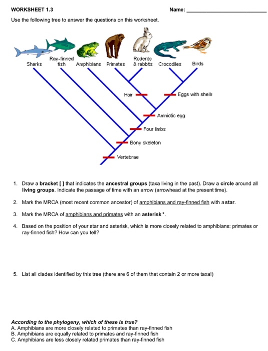 Solved Name: WORKSHEET 1.3 Use the following tree to answer | Chegg.com