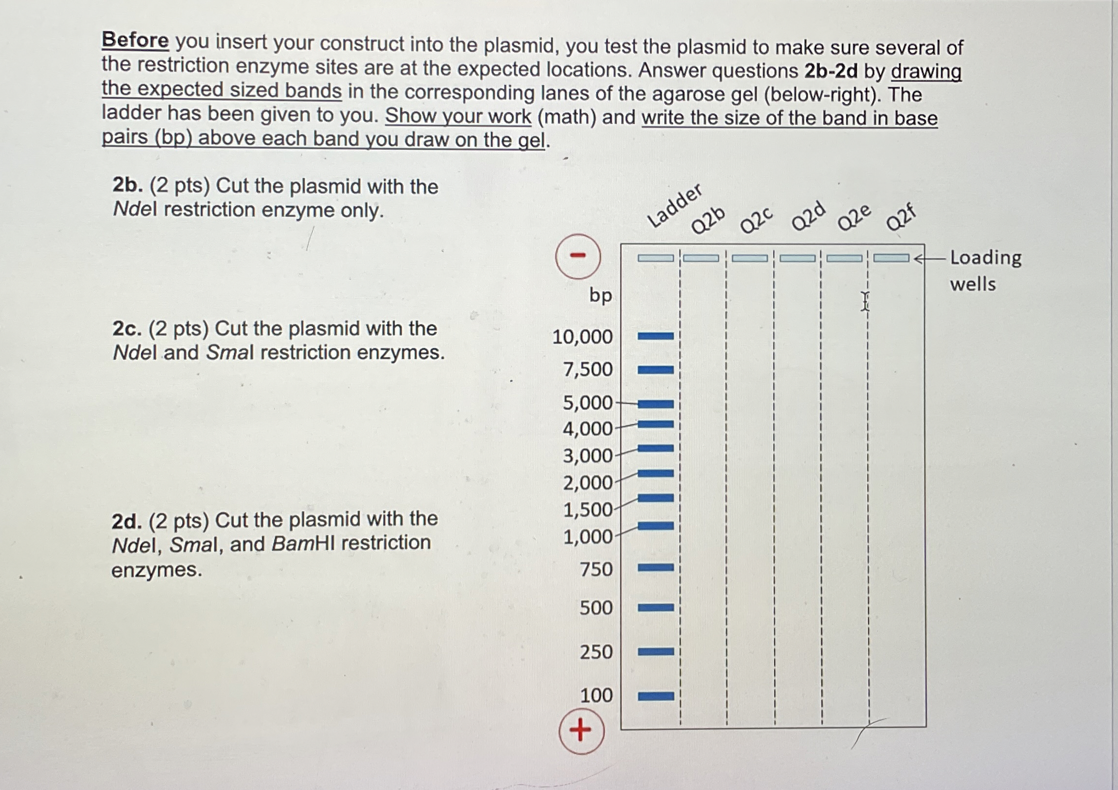 Solved Before you insert your construct into the plasmid, | Chegg.com