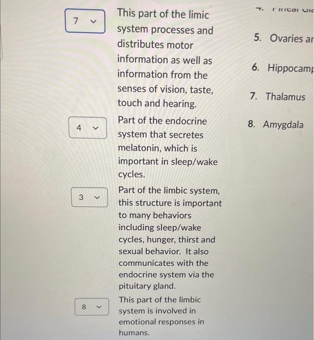 information from the
senses of vision, taste,
touch and hearing.
7. Thalamus
Part of the endocrine
system that secretes
8. Am