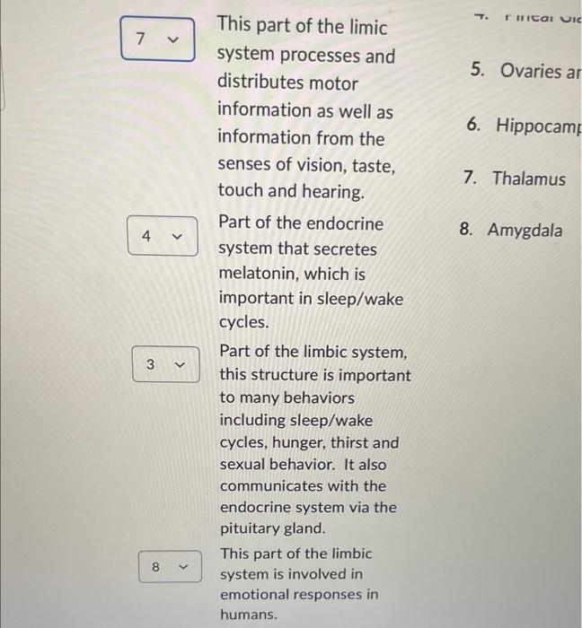 information from the
senses of vision, taste,
touch and hearing.
7. Thalamus
Part of the endocrine
system that secretes
8. Am