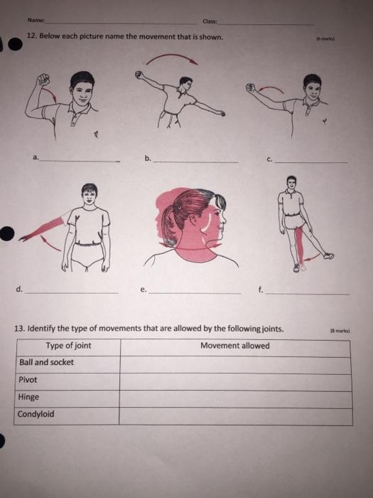 Solved Name Joints Movement Worksheet Read Your Notes And Chegg