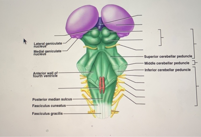 Medial Geniculate Body Diencephalon Anatomy And Function MDNT