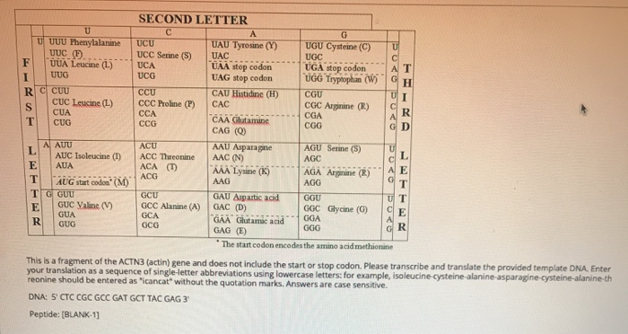 Solved Second Letter F Ucu Ucc Serine S Uca Ucg U Uuu P Chegg Com