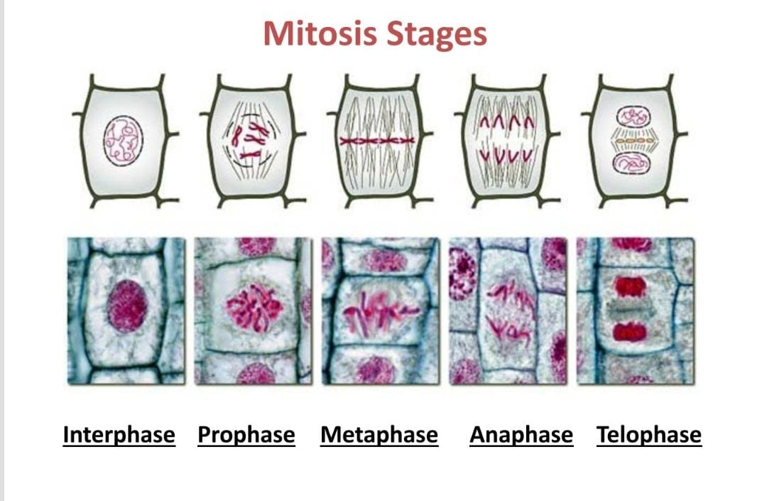 Solved Peace be upon you. A hand drawing of the stages of Biology Diagrams