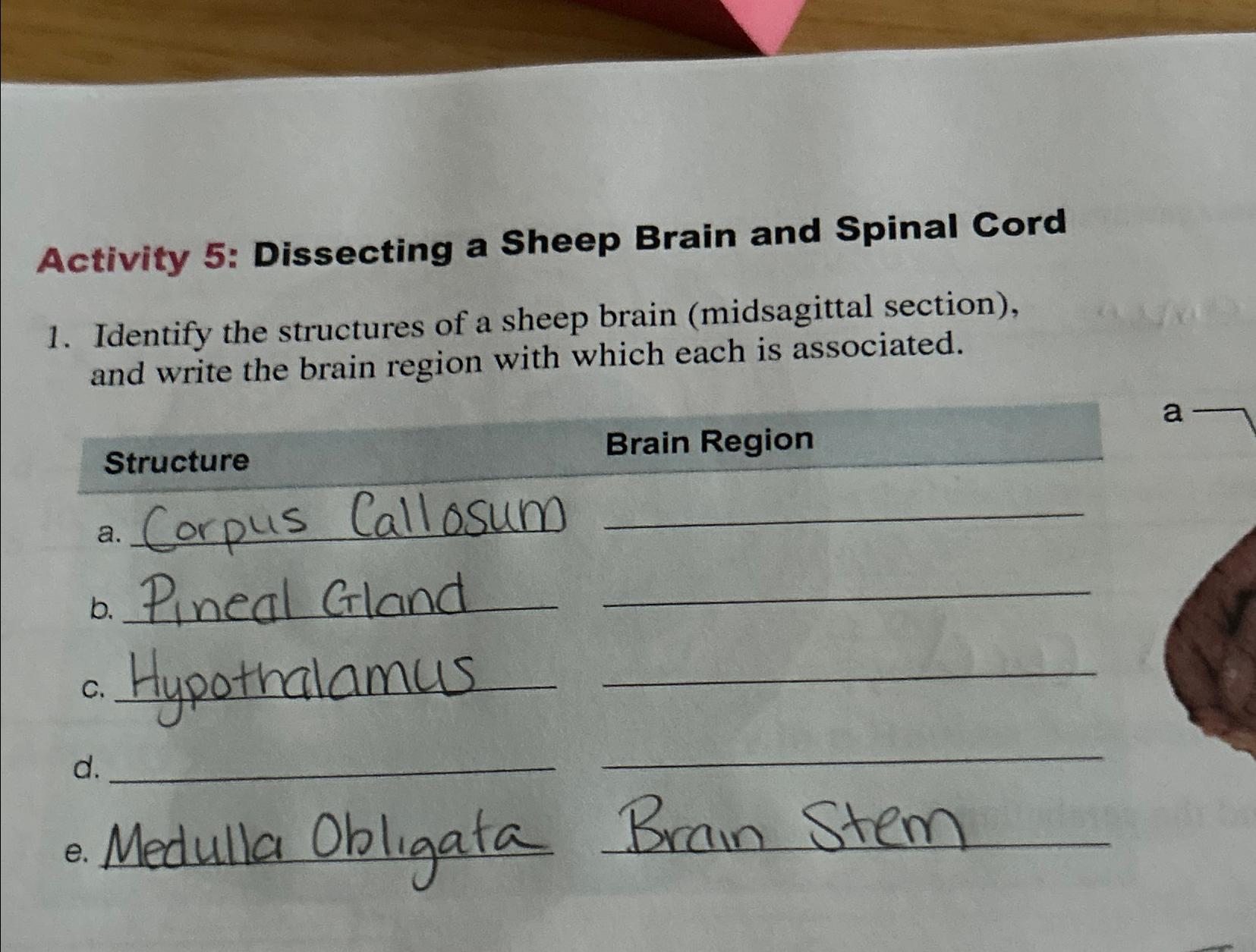 Solved Activity Dissecting A Sheep Brain And Spinal Chegg Com