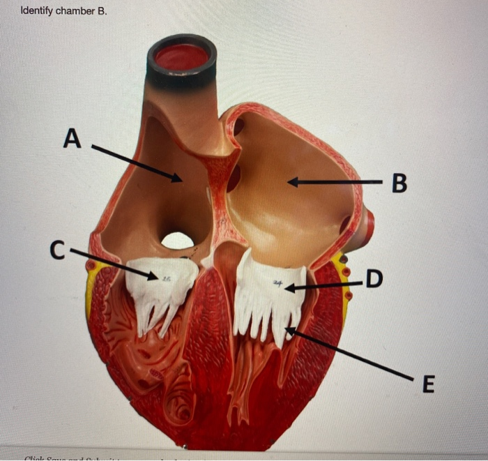 Solved Identify vessel C. A C B- QUESTION 27 Blood flows | Chegg.com