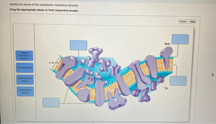 Solved Identify the pieces of the cytoplasmic membrane | Chegg.com