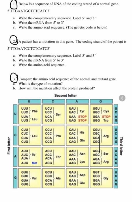 Solved Below is a sequence of DNA of the coding strand of a | Chegg.com