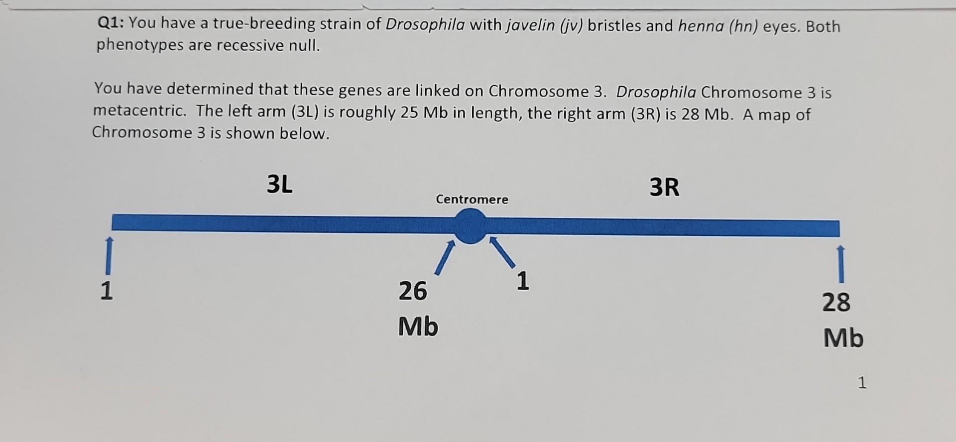 Solved Q1: You have a true-breeding strain of Drosophila | Chegg.com