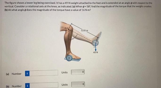 Solved The figure shows a lower leg being exercised. It has | Chegg.com