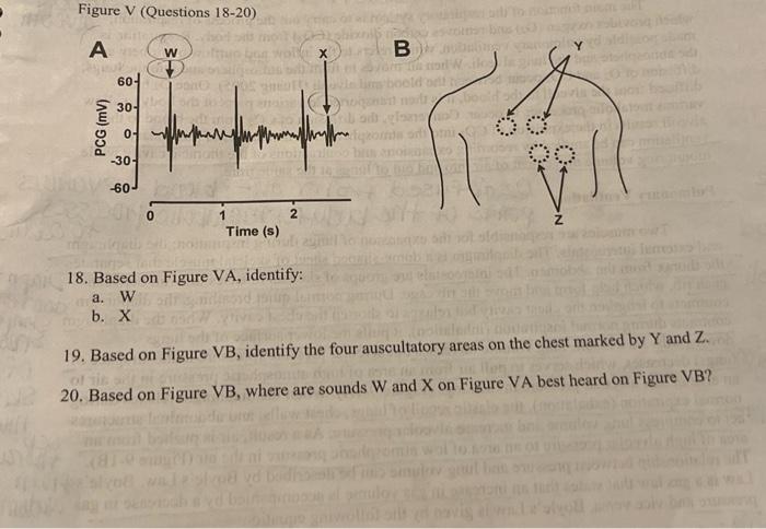 Solved Figure V (Questions 18-20) 18. Based on Figure VA, | Chegg.com