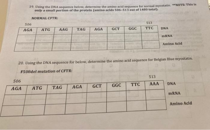 Solved 19. Using the DNA sequence below, determine the amino | Chegg.com