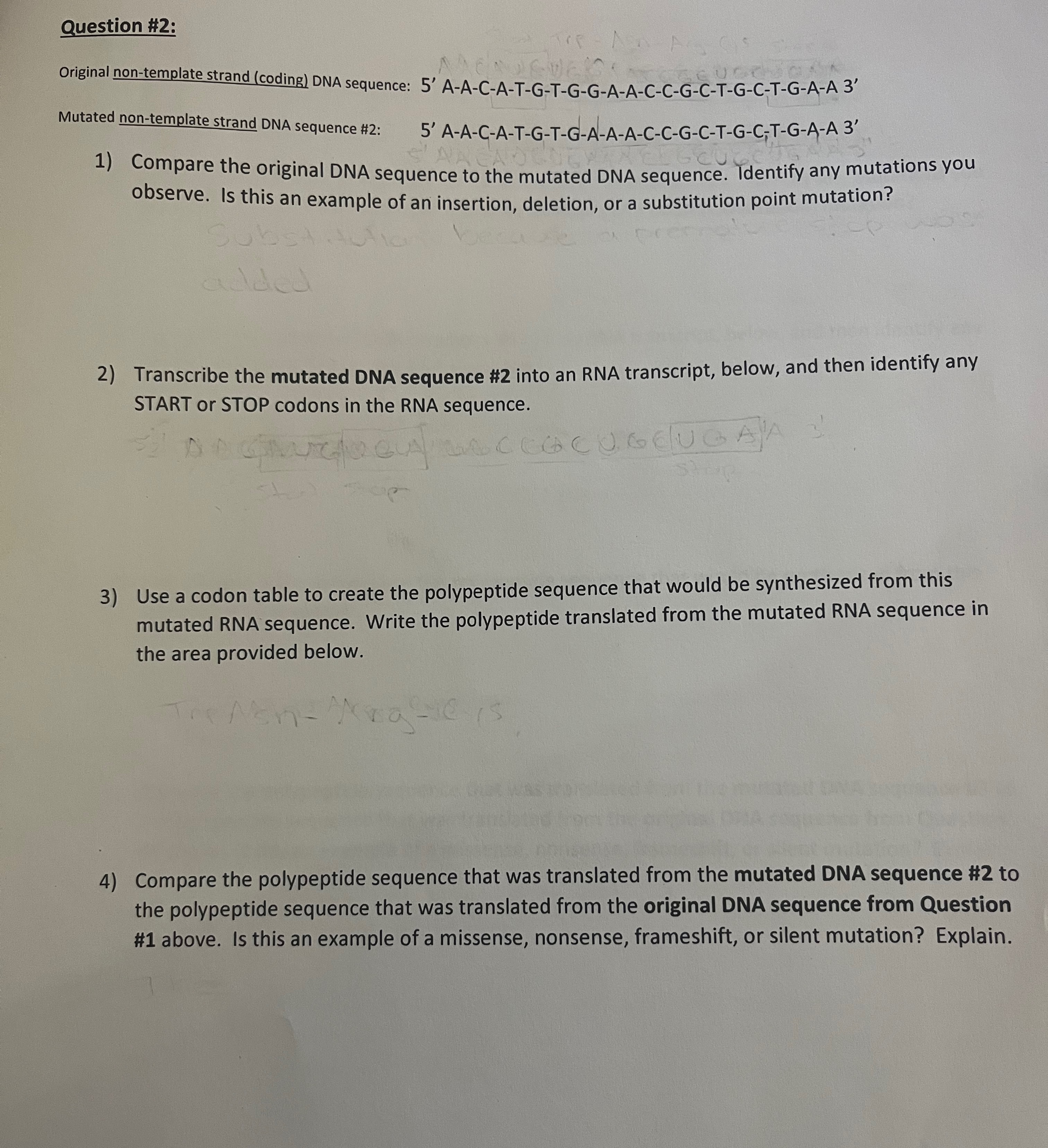 Solved Question #2:Original non-template strand (coding) | Chegg.com