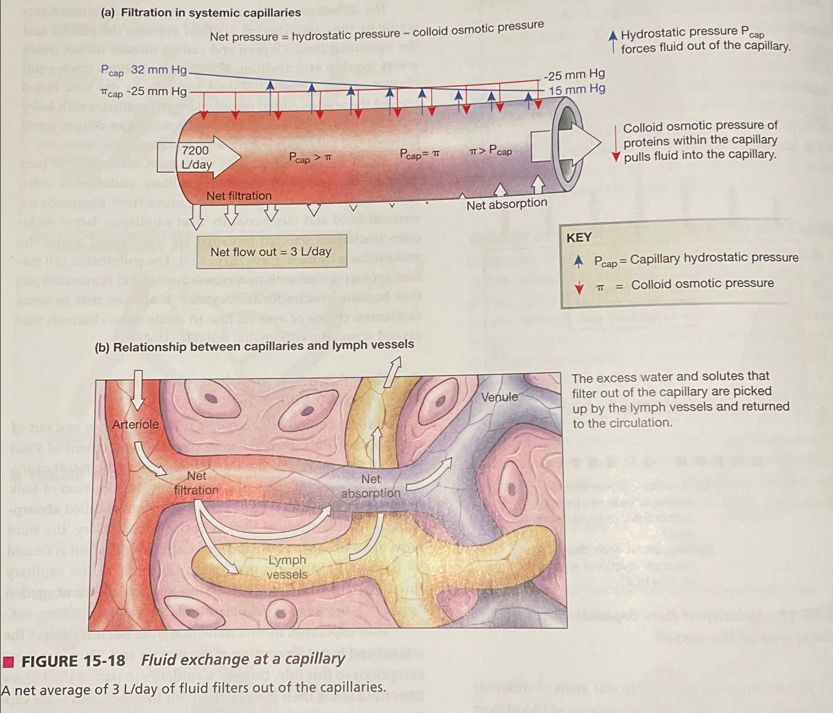 Solved Using figure 15.18, ﻿discuss the forces that | Chegg.com