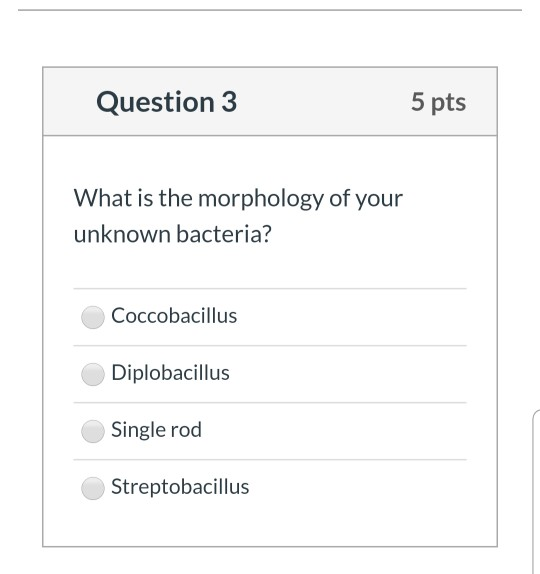 Diplobasilus - Question 3 5 Pts What Is The Morphology Of Your Un Chegg Com