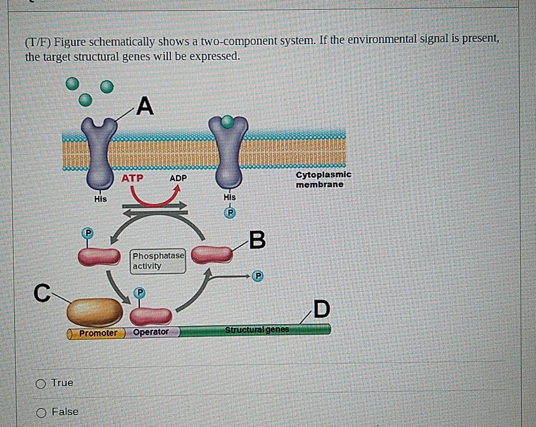 Solved (T/F) Figure schematically shows a two-component | Chegg.com