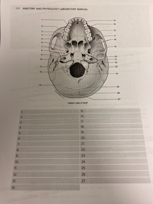 The Bones of the Skull, Human Anatomy and Physiology Lab (BSB 141)