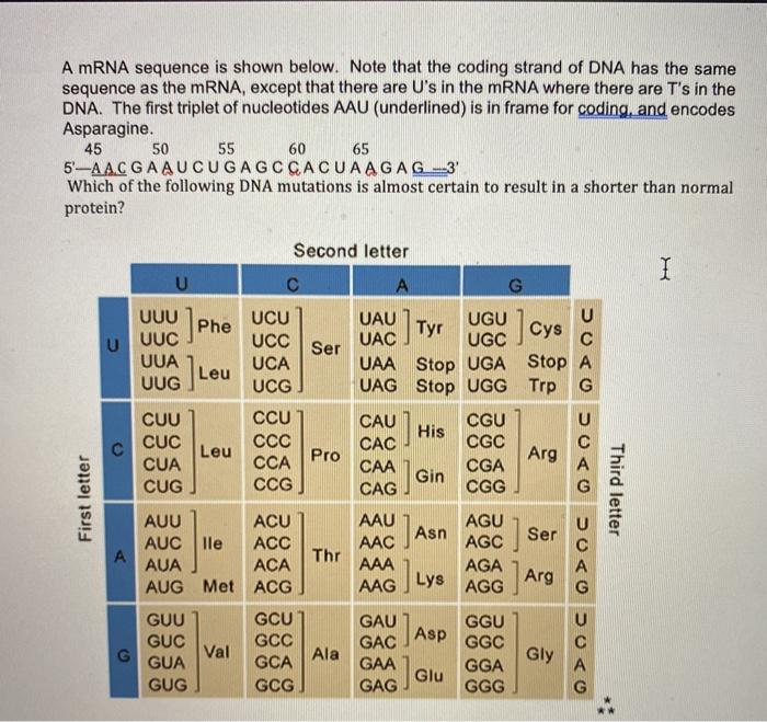 Solved A mRNA sequence is shown below. Note that the coding | Chegg.com