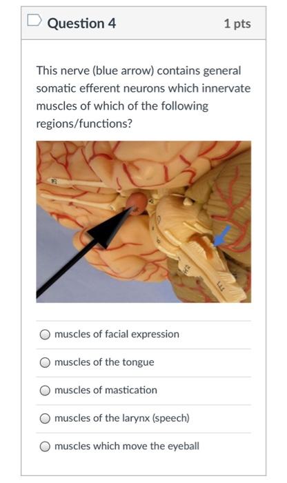 Question 4 1 pts This nerve (blue arrow) contains general somatic efferent neurons which innervate muscles of which of the fo