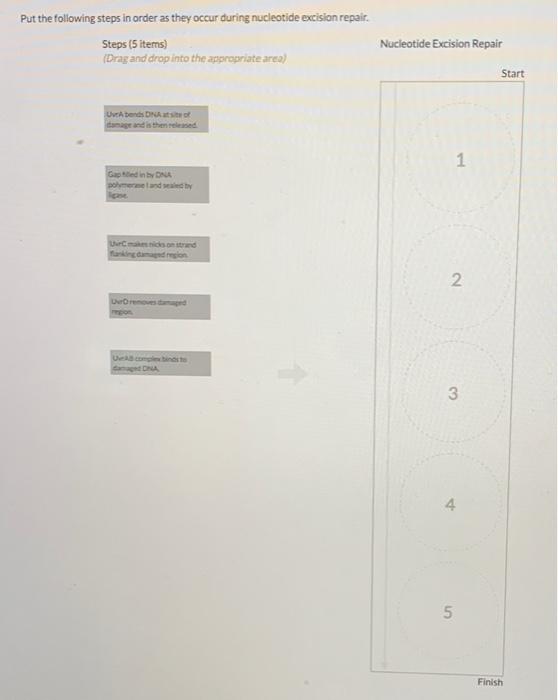 Solved Put the following steps in order as they occur during | Chegg.com