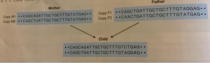 Solved 15. The figure below shows the DNA sequence of a | Chegg.com