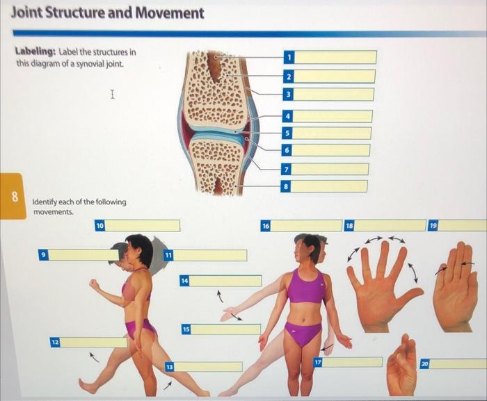 Solved Joint Structure and Movement Labeling: Label the | Chegg.com