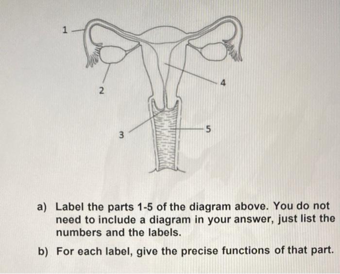 Solved a) Label the parts 1-5 of the diagram above. You do | Chegg.com