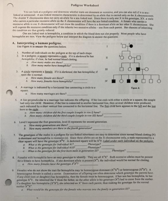 Solved Pedigree Worksheet You Can Look At A Pedigree And Chegg Com