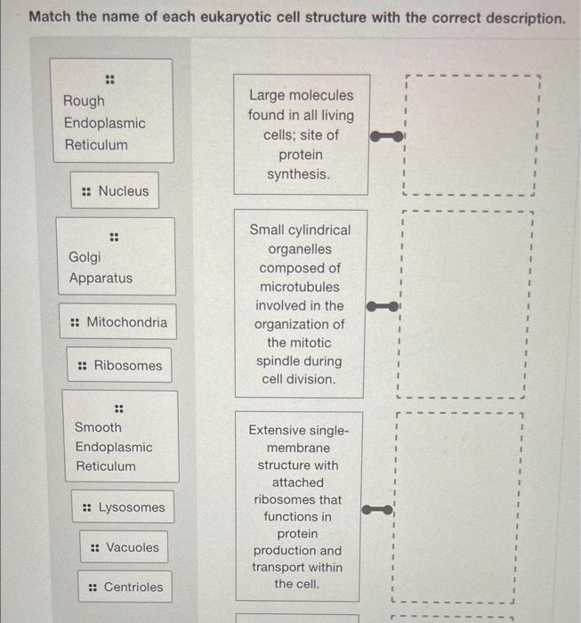 Solved Match the name of each eukaryotic cell structure with