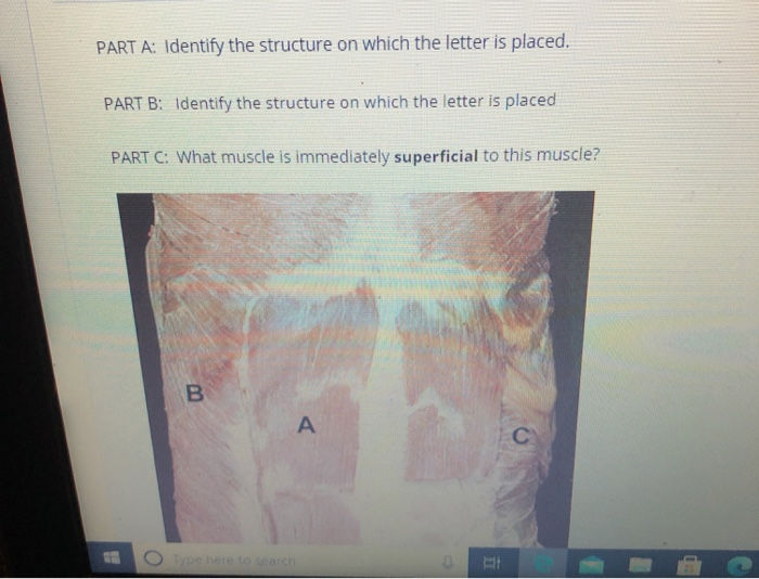 Solved : Identify the structure on which the letter is | Chegg.com