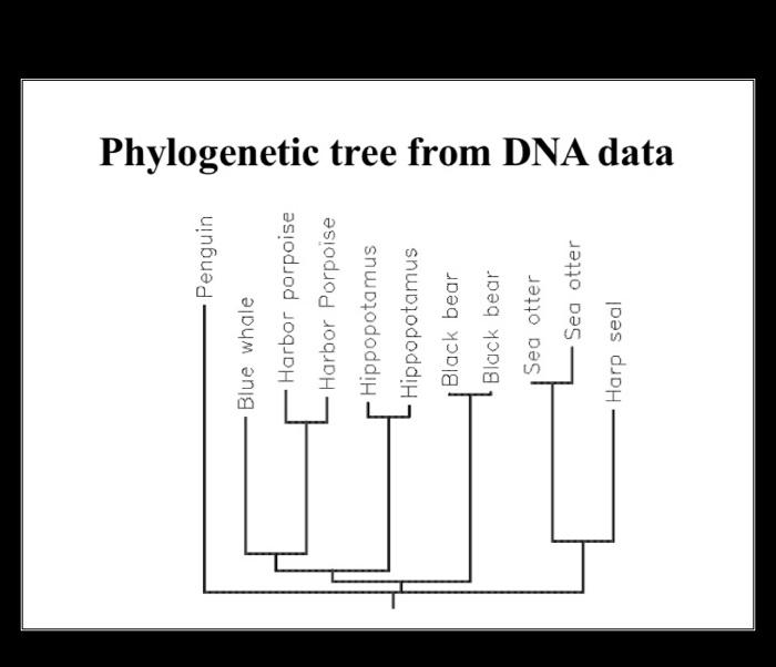 Solved Attribute Table for Drawing Trees Diet