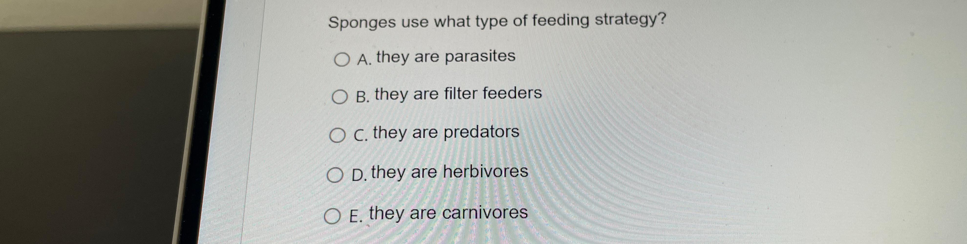 Solved Sponges use what type of feeding strategy?A. ﻿they