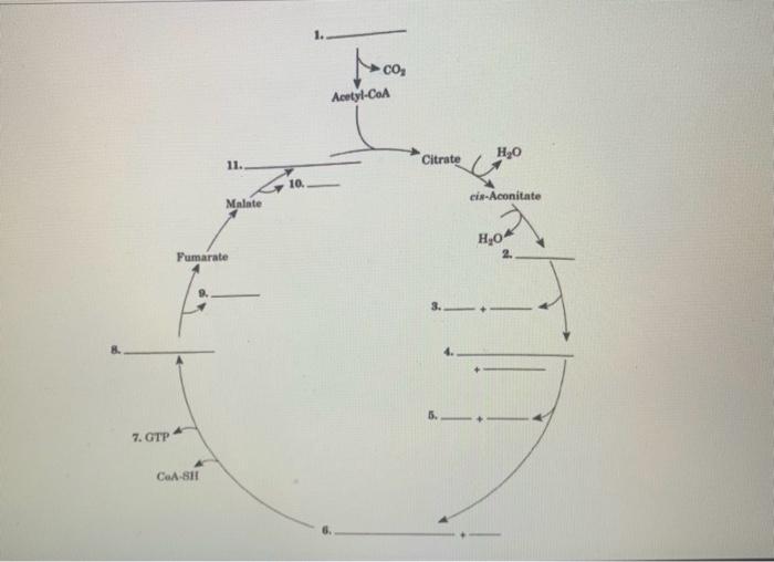 Solved The fgure below shows the production of Acetyl CoA | Chegg.com