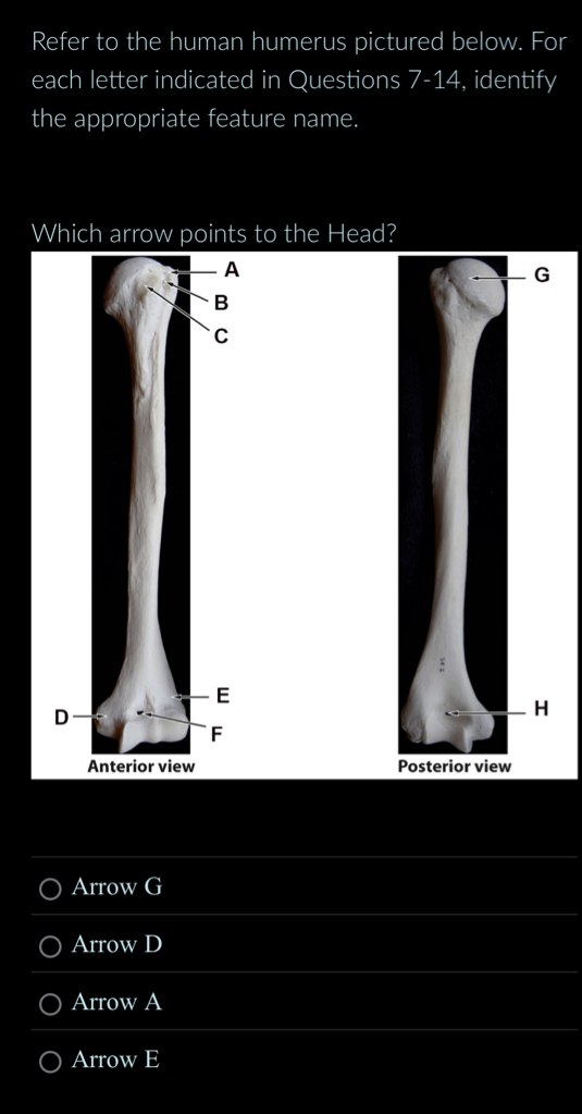 Solved Refer to the human humerus pictured below. For each | Chegg.com