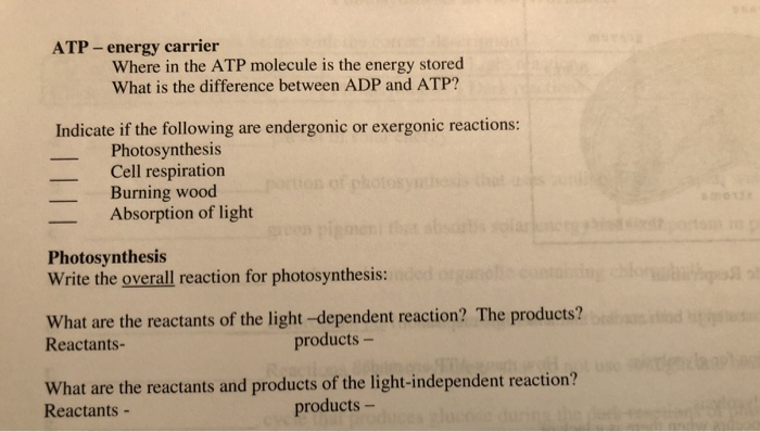 Solved ATP energy Carrier Where In The ATP Molecule Is The Chegg