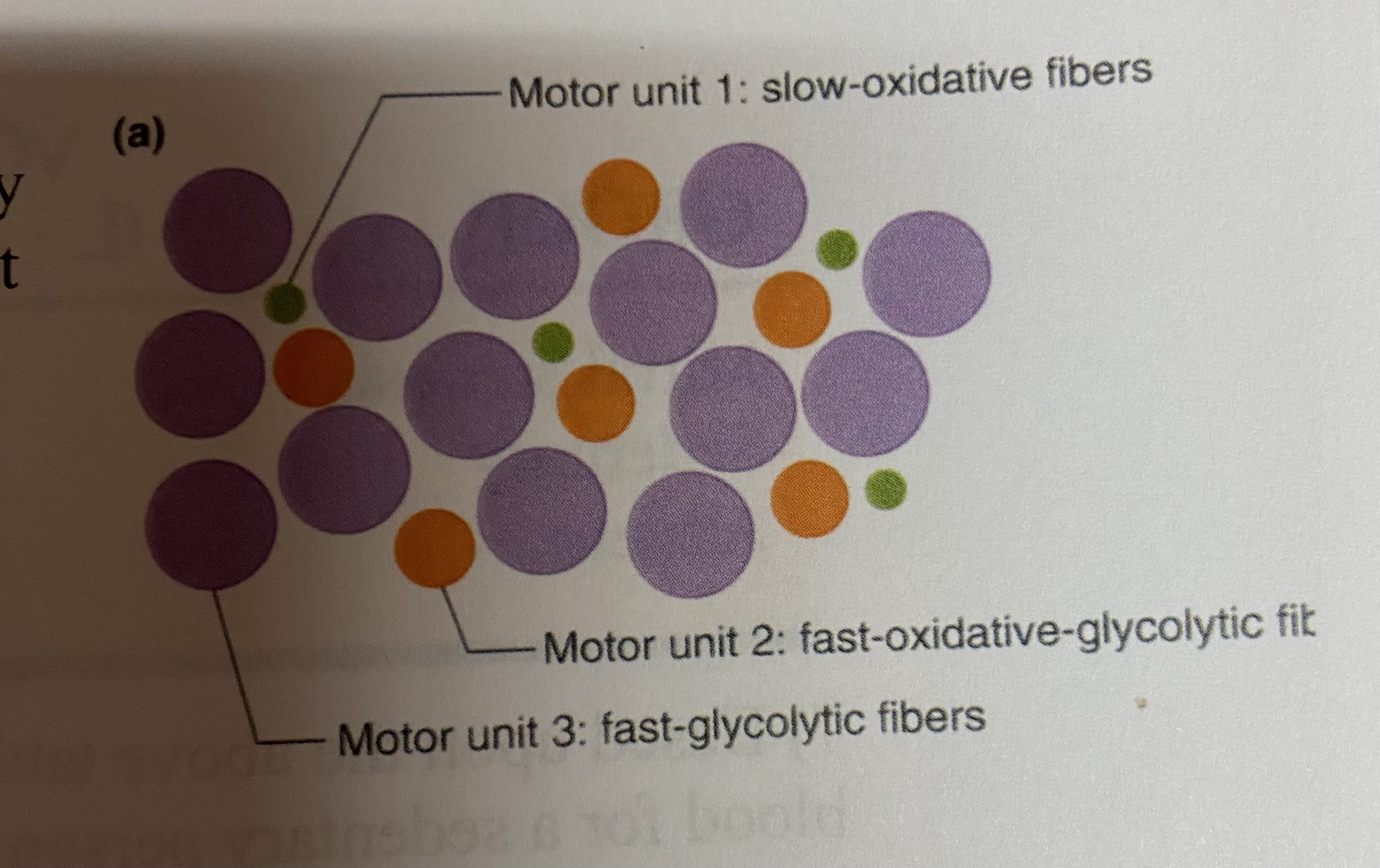 Solved A pool of motor units that innervate the bicepts are | Chegg.com