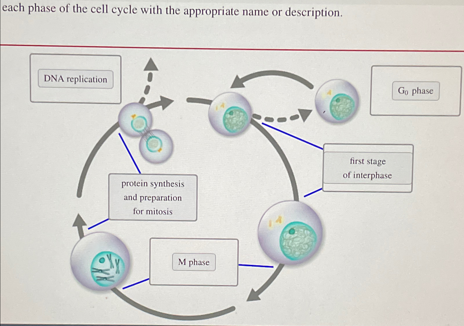 Solved each phase of the cell cycle with the appropriate | Chegg.com