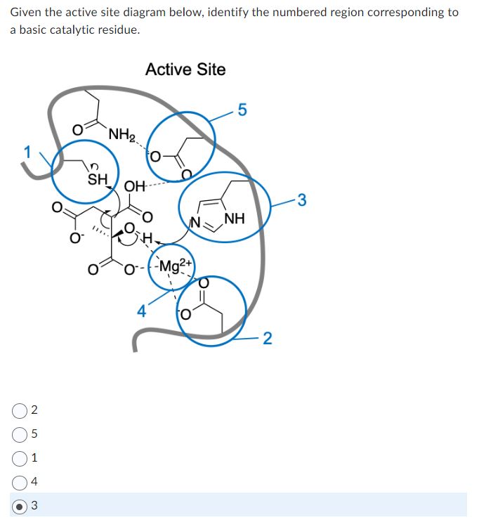 Solved Given the active site diagram below, identify the | Chegg.com