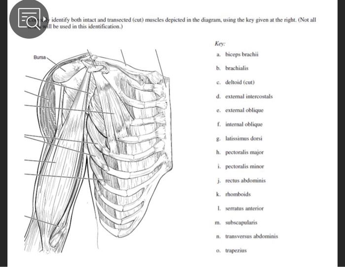 Solved Muscles Of The Trunk Correctly Identify Both, 51% OFF