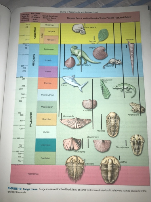 Solved In A.1( you should identify 2 fossils, theres a | Chegg.com