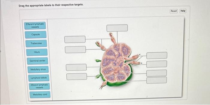Solved Drag the appropriate labels to their respective | Chegg.com