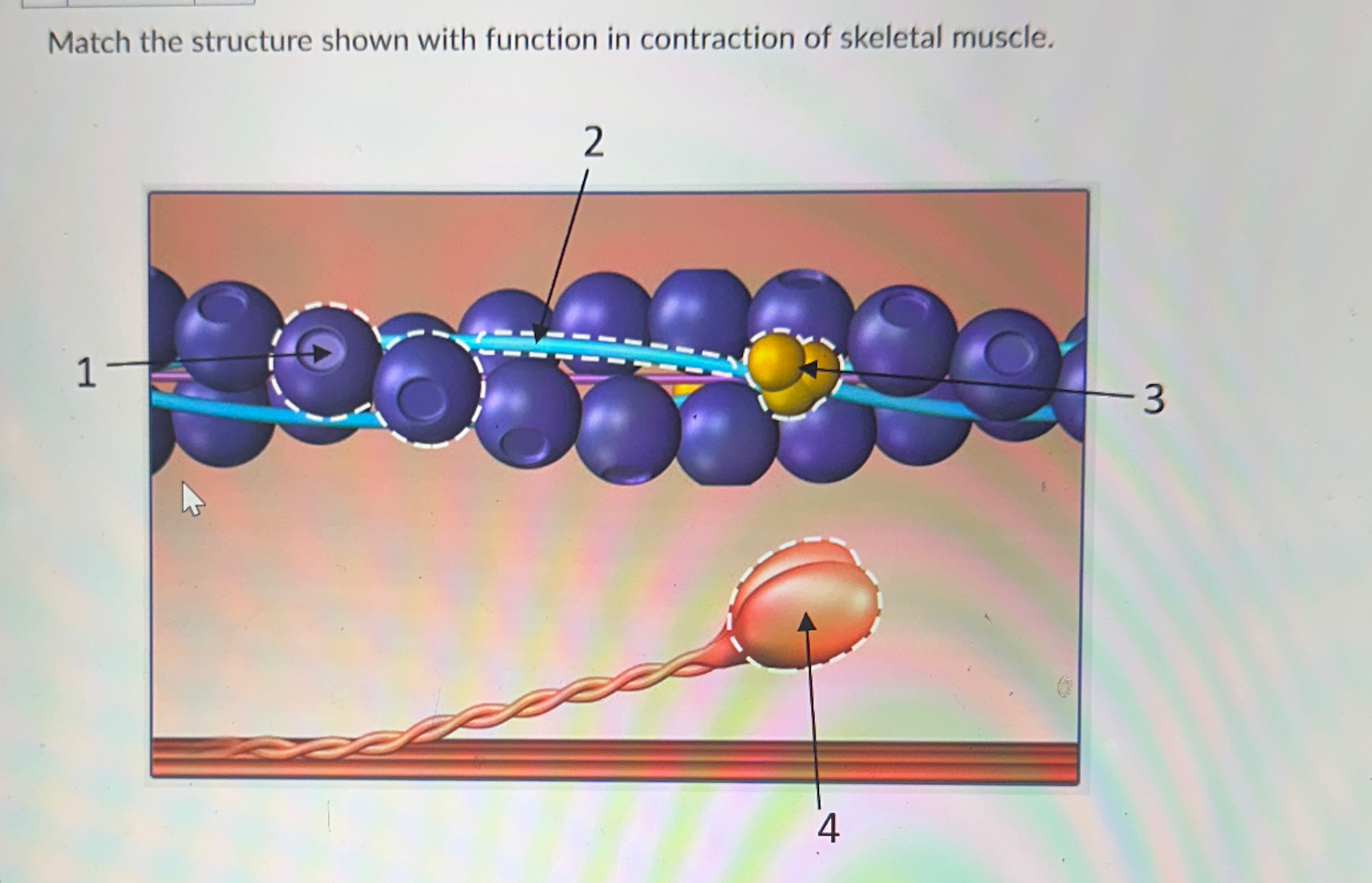 Solved Match the structure shown with function in | Chegg.com