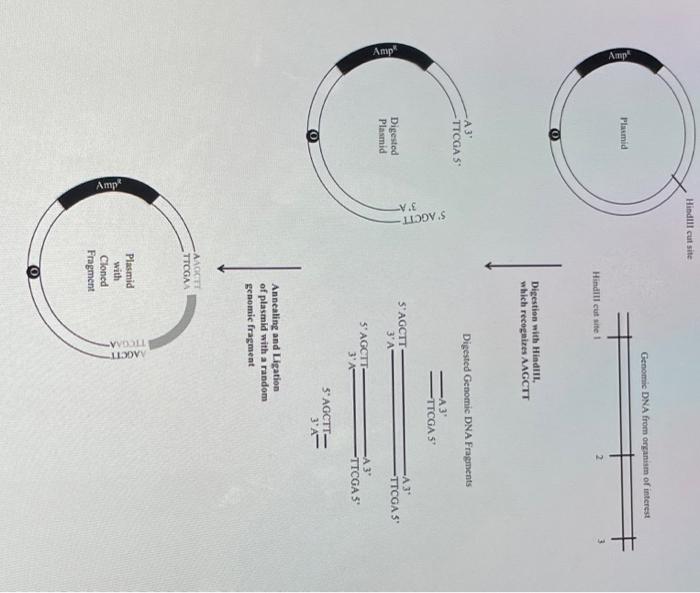 Solved genetics question. the answer should look like the | Chegg.com
