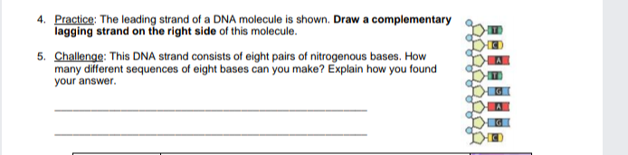 Solved 4. Practice: The leading strand of a DNA molecule is 