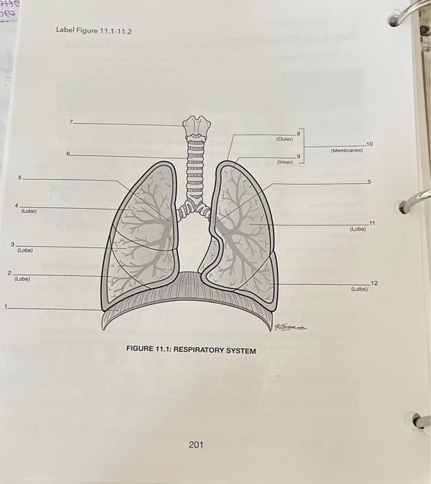 Solved He bes 3 2. (Lobe) (Lobe) (Lobe) Label Figure | Chegg.com