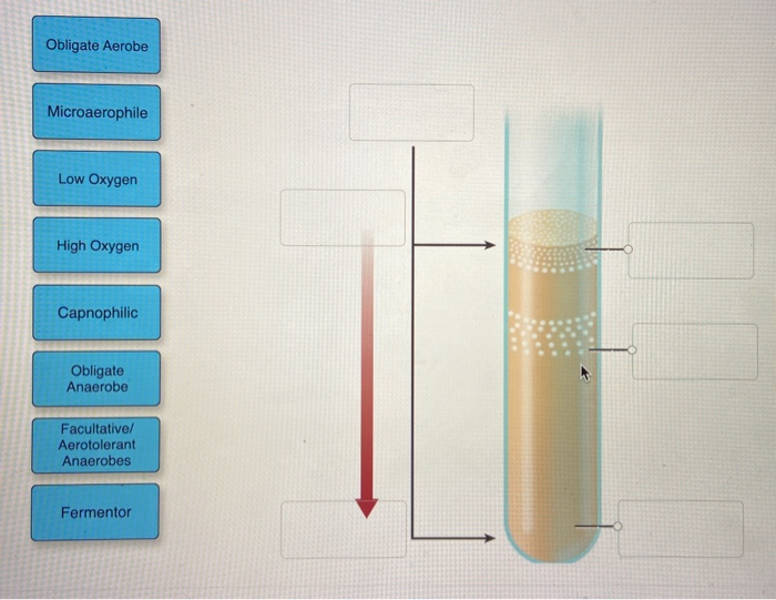 Solved Obligate Aerobe Microaerophile Low Oxygen High Oxygen