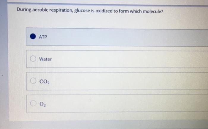 Solved * Which stage of aerobic respiration produces the | Chegg.com