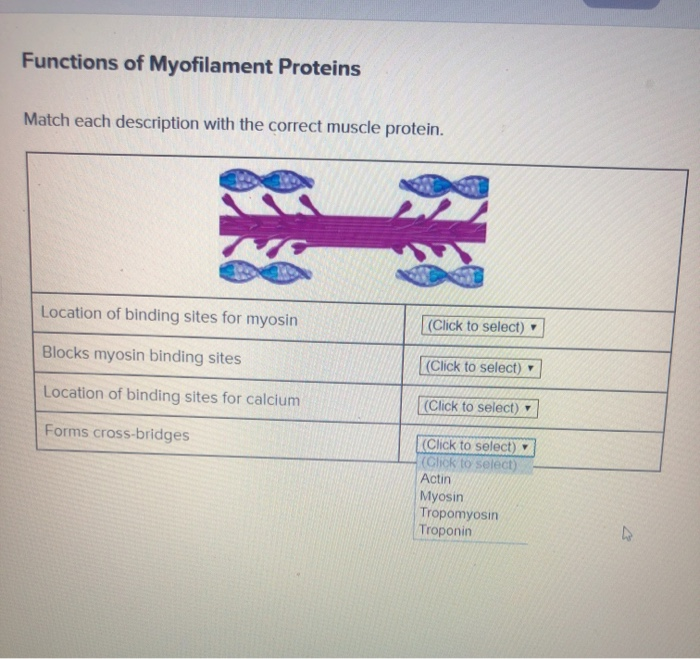 Solved Functions of Myofilament Proteins Match each