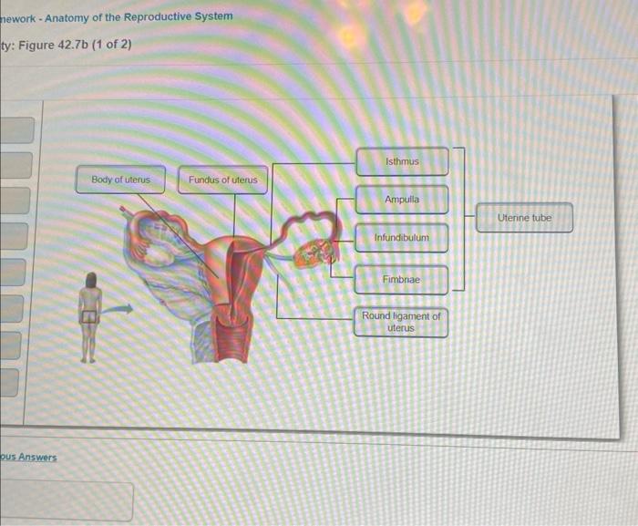 Solved hework - Anatomy of the Reproductive System Figure | Chegg.com