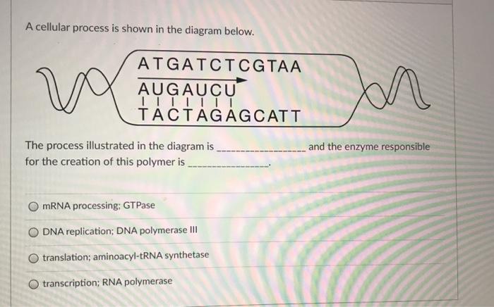 Solved A cellular process is shown in the diagram below. โ a | Chegg.com